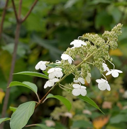 Hochstamm Rispenhortensie Levana® 100-125cm - Hydrangea paniculata - lebende Gartenpflanze aus den Baumschulen