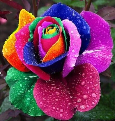 Buy4seeds 100 Rainbow Rose Seeds Easy for Grow Garden