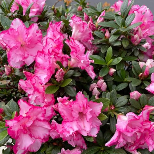 semi di rododendro, vecchie varietà aiuole rialzate da balcone azalea da resistenti all'inverno, 25pcs