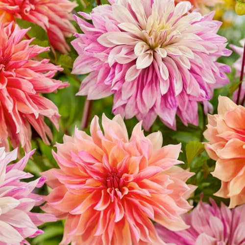 Plant in a Box - Dahlia 'Labyrinth' - lot de 6 - floraisons d'été - tubercules de dahlia - fleurs de jardin - Orange/Rose