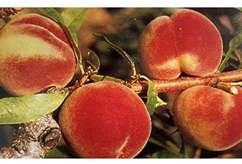 Vivai le Georgiche - Pianta vera di Pesco Regina di Londa Prunus persica 'Regina di Londa' - vaso Ø 20 cm - altezza alla vendita 140-160 cm
