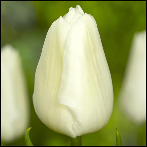 Mehrjährige Blumenzwiebel ist winterhart,Winterhart zwiebeln, Mysteriöse magische Glühbirne, 2025 Winterhart pflanzen-10 Tulpen Zwiebeln-H