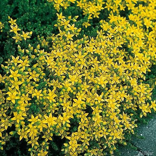 GARTEN SCHLÜTER® Gelber Mauerpfeffer (Sedum acre) - 3 Stück