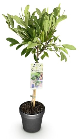 GreenboutiQ - Plante sur Tige - Magnolia stellata - Plante de Terrasse - Feuillage Caduc - Hivernante - Fleurs Blanches - Pot 19cm Hauteur 90cm