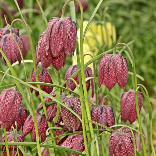fritillaria bulbi corona imperiale di balcone interno esotici decorazione balconi letti elevati giardino bonsai bonsai interno 16 pezzi