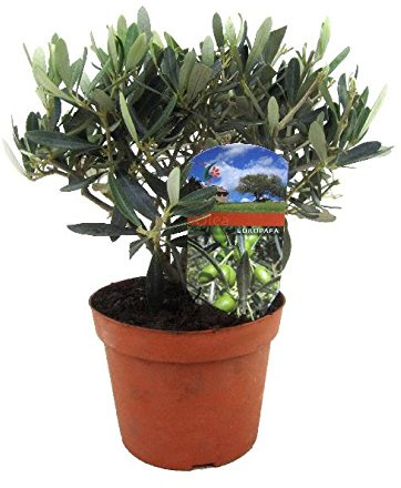 Olivenbaum 30cm+/- Olive Olea europaea