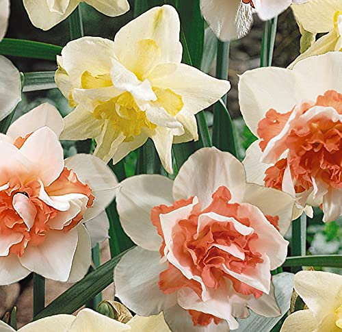 Daffodil Double Duo Garden Plant Hardy Bulb Flowering Garden Plants Easy to Grow Your Own 40x Bulbs by Thompson and Morgan (40)