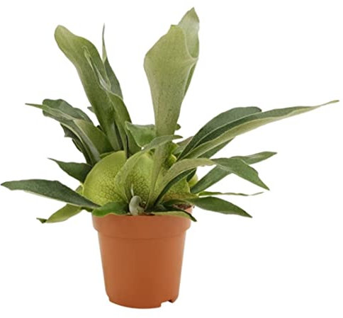 Helecho Staghorn - Platycerium bifurcatum - Planta interior - Altura 30-35 cm | Maceta-Ø 12 cm