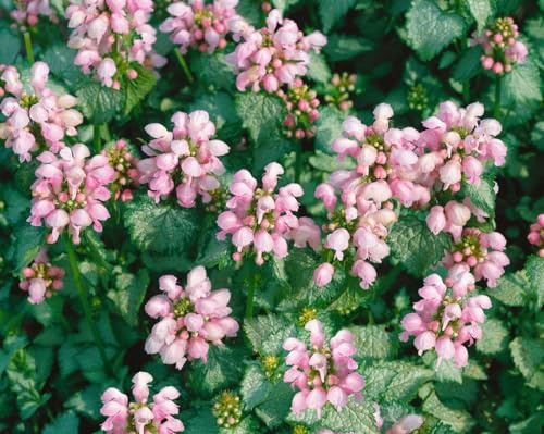 Lamium maculatum 'Shell Pink' 9x9 cm Topf – Winterhart Mehrjährig Pflegeleicht – Gefleckte Taubnessel – Bodendecker für Schatten & Beet