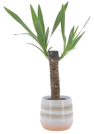 KENTIS - Yucca - Tronchetto della Felicità - Piante Vere Grasse Succulente da Interno - Pianta Ornamentale Resistente da Appartamento - H 50-60 cm Vaso Ø 14 cm