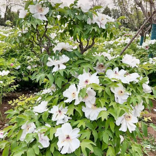 pfingstrosen blumensaat biosaatgut schmetterlingsflieder pflanzensamen exotisch frühlingsblumen schnittblumen blumendeko balkonpflanze indoor kräutergarten blumenwiesensaat 100samen