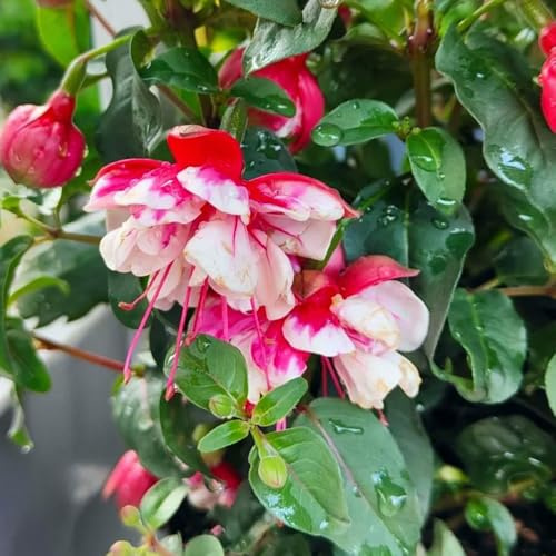 Fuchsiensamen Fuchsien - winterharte stauden für pralle sonne schnittblumen gartendeko für draußen frühblüher büropflanzen hängepflanzen gartenkräuter kräutergarten kräutersamen 120samen