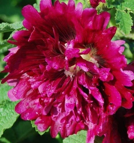 50 semi di Malve Samen Queeny Lila Holly Hock (perenni)