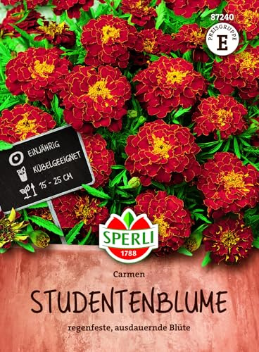 Sperli Studentenblumensamen Carmen 87240, Blumensaat | Tagetes patula mit gefüllten braunroten Blüten und gelber Mitte, wetterfest, für Kübel und Topf, einjährig