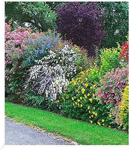 BALDUR Garten Sommer-Hecken-Kollektion, 5 Pflanzen, Blütenhecke Blühhecke, Caryopteris, Hypericum, Deutzia strawberry field, Spirea und Weigelie, reicht für 5 Meter, winterhart, blühend