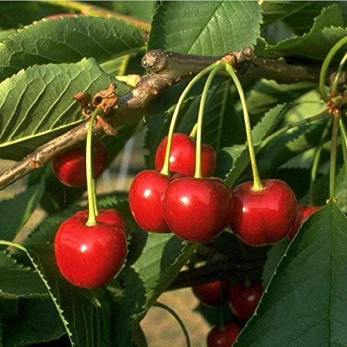 Obstbaum Kirsche Kirschbaum Busch Form rot Hedelfinger Riesenkirsche kleinbleibend - hochwertige Baumschul Qualität direkt vom Fachhändler