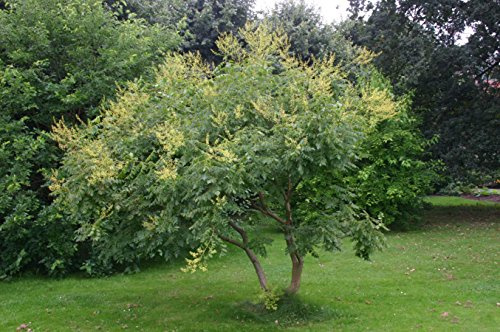 Halb di Goldener Regenbaum (Koelreuteria paniculata), 10 halb