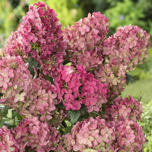 Hydrangea Petite Star Plant - Summer Flowering Hardy Shrubs for Outdoor Pots, Beds, and Borders - Compact Deciduous Hydrangea Plants Outdoor Garden Ready with a Long Flowering Season (15-30cm)