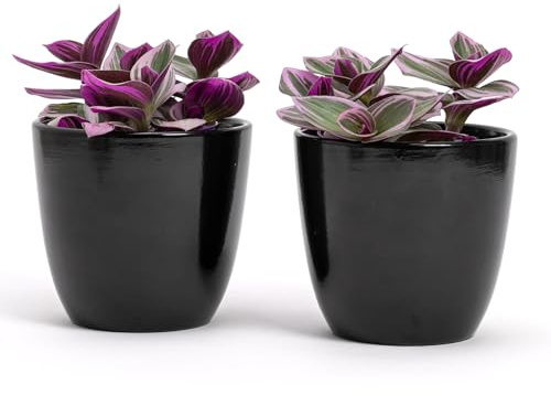Set med 2 Terrakotta krukor | Mått D.10 cm H 9 cm, perfekt för växter, blommor och bonsai, ett par inomhus- och utomhuskrukor | Elegant planteringskärl för hem, trädgård, balkong, terrass (svart)