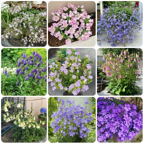 Semillas de campanilla - orgánicas Campánula mediana - jardín semillas de Las de jardín son perennes resistentes 800pcs