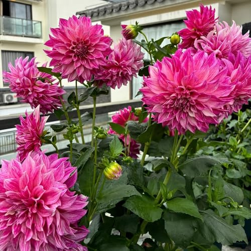 tuberi di dalia resistenti per giardino e balcone 8pcs