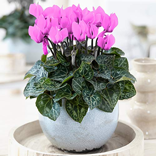 1 x Rosa Alpenveilchen | Cyclame Farbige Blühende Staude | im 12 cm Topf geliefert