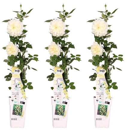 Rosewood vainilla – Lote de 3 – 65 cm – Ø15 – Planta de exterior con flores