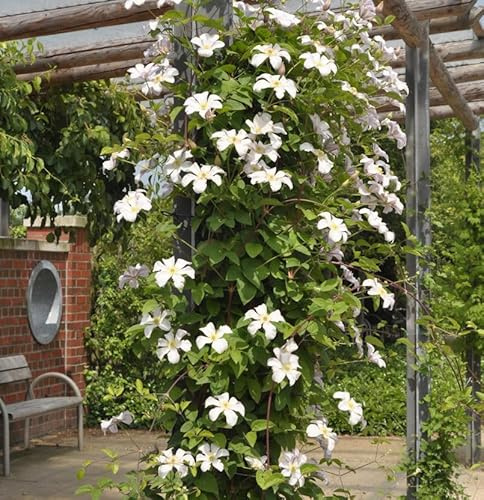 Waldrebe Joe 40-60cm - Clematis - lebende Gartenpflanze aus den Baumschulen