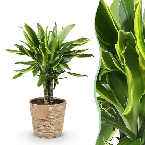 Green boutiQ - Zimmerpflanzen - Dracaena fragrans Golden Coast - Drachenbaum - Wenig Pflege - mit Korb - Bunt - 1 Pflanze - Topf 17cm - Höhe 50-55cm