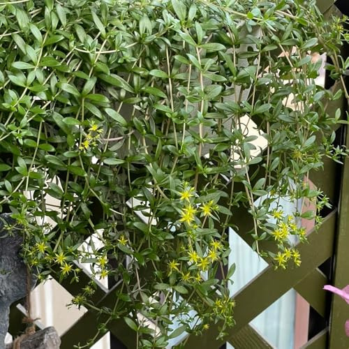 semillas de sedum cobertura del suelo - orgánicas resistentes para jardín de balcón exóticas, para exterior. 10pcs
