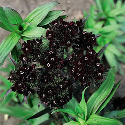 Dianthus barbatus nigrescens 'Sooty' Sweet William Hardy Perennial Fragrant Maroon-Brown Blooms Easy to Grow Your Own Outdoor Garden Flower Plants (Approx. 30 Seeds) by Thompson and Morgan