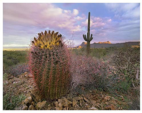 Artworks Italia Cactus Saguaro y Barril Gigante, Parque Nacional Saguaro, Arizona, Arte en papel, 50 x 38 pulgadas