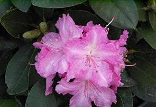Ball-Alpenrose Lumina - Rhododendron yakushimanum 25-30cm