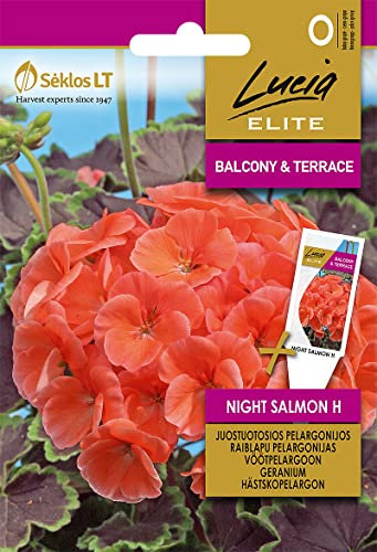 Lucia Elite | PELARGONIEN NIGHT SALMON H samen | Blumensamen | Pflanze samen | Mehrjährige Pflanzen | Im Freiland blühen sie den ganzen Sommer, im Zimmer - das ganze Jahr durch | Gardensamen | 1 Pack