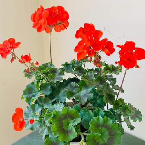 semi di geranio resistenti, balcone biologici di decorative letto rialzato da giardino per esterni 500pcs