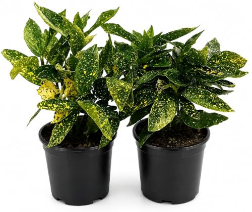 POWERS TO FLOWERS - AUCUBA JAPONICA 2 PIANTE, Vaso 13 cm, Piante Vere