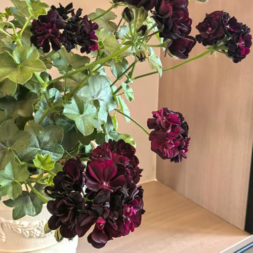 gerani, da giardino da balcone balcone serradi biologiche giardino decorazioni per esterni interno recisi varietà tradizionali interno 500semi