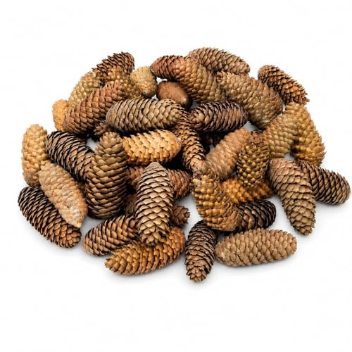 NaDeco Fichtenzapfen Natur 1 kg, ca. 40–50 Stück, 6–12 cm – getrocknete Naturzapfen und Deko Zapfen zum Basteln, für Kränze, Adventsdeko, Weihnachtsdeko und Tischdeko
