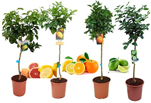 Pack Cítricos: Limonero, Naranjo, Pomelo, Mandarino, Lima | Planta Natural, Altura 110 cm, Maceta 22 cm