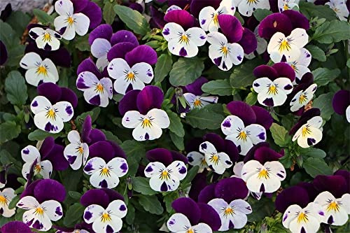 Stiefmütterchen-Blumensamen, mehr als 100 Pflanzen für Zuhause, Garten, Outdoor, Hof, Bauernhof, Bepflanzung: Nur Samen im Paket