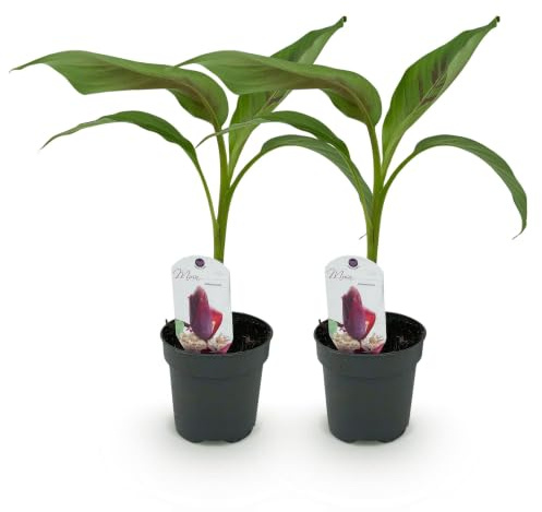 Banano Musa Sikkemensis Red Tiger da Esterno, Rosso e Verde, Set da 2