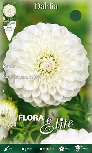 Flora Elite Dalia Ball Boom Boom White (1 unidad) (bulbos de Dalia)