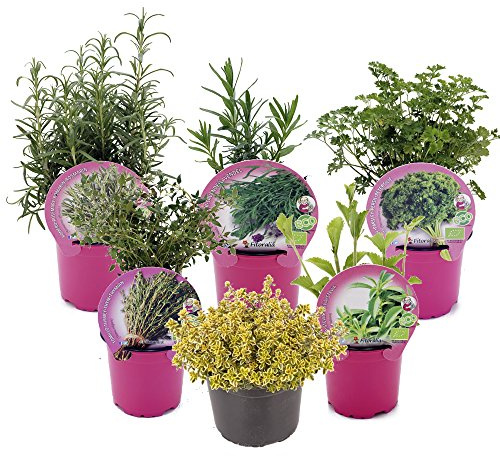 PACK 6 PLANTAS AROMÁTICAS MIX - LAVANDA, PEREJIL RIZADO ECO, ROMERO, STEVIA ECO, TOMILLO COMÚN ECO, TOMILLO LIMÓN ECO