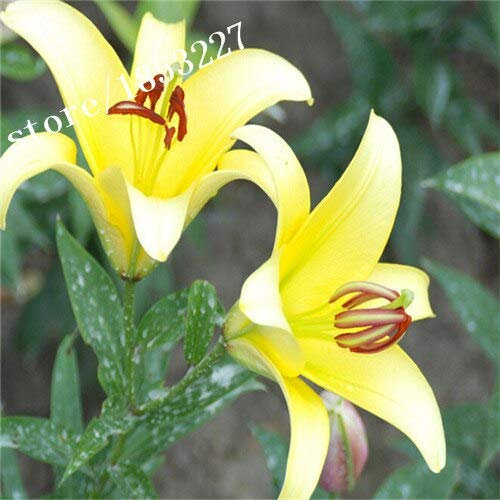 Yellow : 100Pcs Lily Seeds Hemerocallis Desperado Seeds Hemerocallis Fulva Day-Lily Flower Seeds Ground Cover Plant Seeds