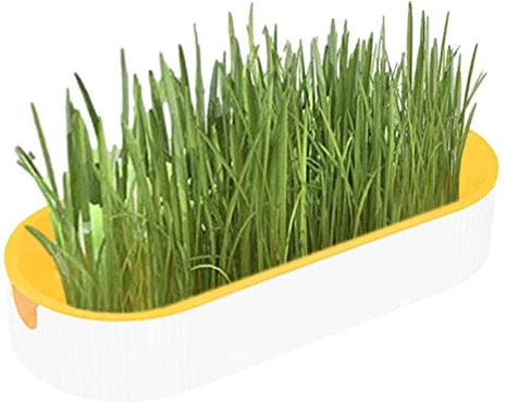Hitburu Cat Grass Planter No Soil | Soil Free Cat Grass | Cat Grass Growing Kit | Plant Growing Set Hydroponic Cat Grass | Soil-Free Cat Snacks for Digestion Pet Food for Indoor Nursery Balcony Patio