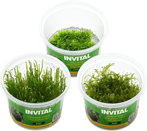 INVITAL Aquarium Pflanzen Set 3 Moose, In-Vitro