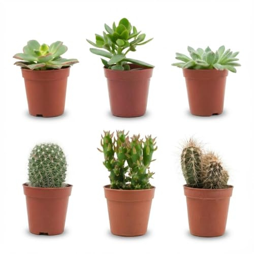 Kakteen & Sukkulenten Mix – 6 Pflanzen – Ø5,5cm – Höhe 5–10cm – Echte Mini Kakteen & Sukkulenten – Pflegeleichte Zimmerpflanzen für Deko & Geschenk