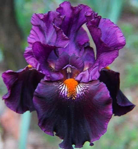 Pretty Flowering Perenials, Reblooming Iris, Dracula's Kiss, Bearded Iris, Root, Plant, Great Spectacular Flower Heads