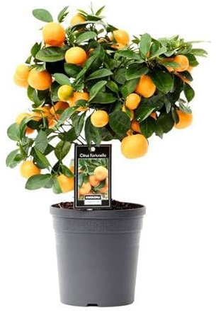Orangenbaum – Citrus Calamondin – Calamondinorange – Zimmerpflanze Ø15cm – ca. 40cm hoch – duftende Blüten & dekorative Früchte – mediterrane Pflanze für Zuhause, Balkon & Terrasse