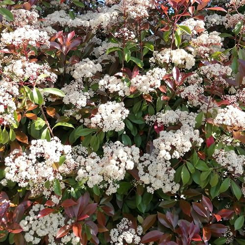 Photinia Red Robin, 10 piante con altezza 30/40 cm, vaso Ø8, per siepe folta e alta